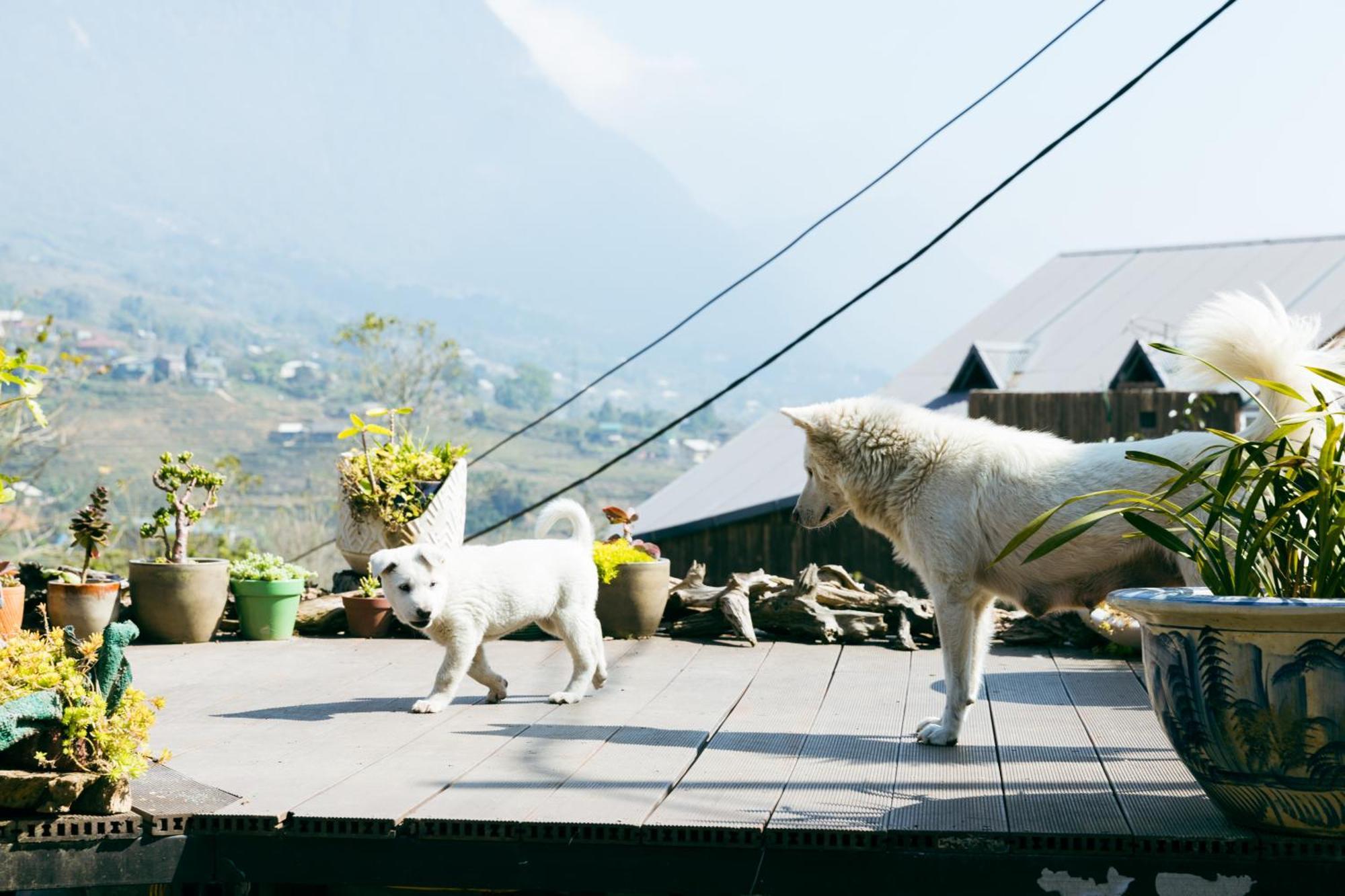 Hotel Sapa Plum Eco House Exteriér fotografie